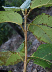 Gmelina dalrympleana