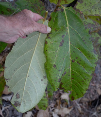 Gmelina dalrympleana