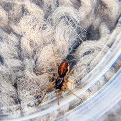 Pachygnatha autumnalis