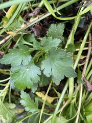 Chrysanthemum sinuatum