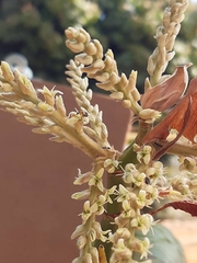 Tetragonisca angustula