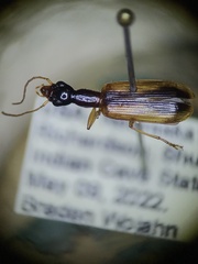 Leptotrachelus dorsalis