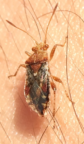 obrubnica burinová (Rhopalus subrufus)