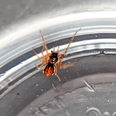 Pachygnatha autumnalis