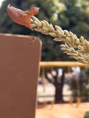 Tetragonisca angustula