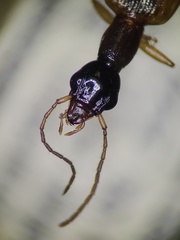 Leptotrachelus dorsalis