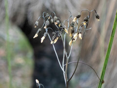 Drosera pallida