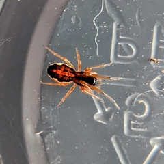 Pachygnatha autumnalis