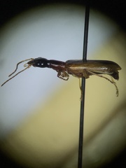 Leptotrachelus dorsalis
