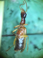 Leptotrachelus dorsalis