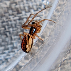 Pachygnatha autumnalis