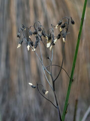 Drosera pallida