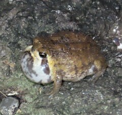 Breviceps passmorei
