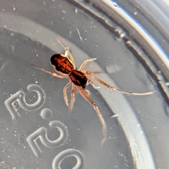 Pachygnatha autumnalis