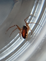 Pachygnatha autumnalis