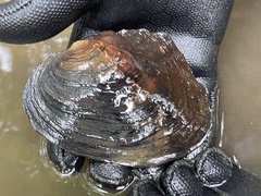 Lasmigona complanata