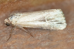 Crambodes talidiformis