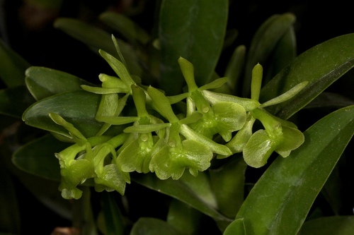 Epidendrum floridense Hágsater 2