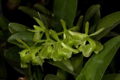 Epidendrum floridense