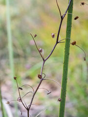 Drosera pallida