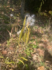 Asclepias verticillata