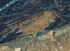 Callistoctopus macropus