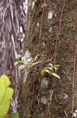 Epidendrum floridense
