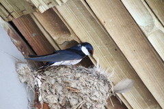 Hirundo albigularis