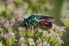 Chrysis ignita