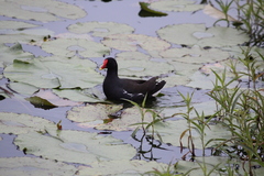 Gallinula chloropus meridionalis