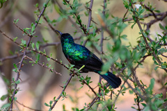 Cinnyris mariquensis
