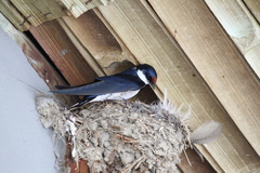 Hirundo albigularis