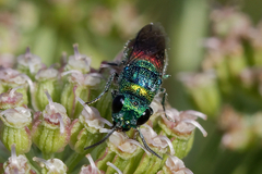 Chrysis ignita