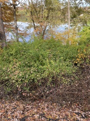 Eleutherococcus sieboldianus