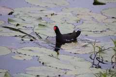 Gallinula chloropus meridionalis