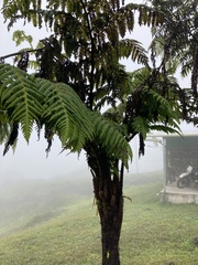 Cyathea weatherbyana