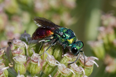 Chrysis ignita
