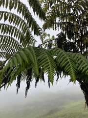 Cyathea weatherbyana