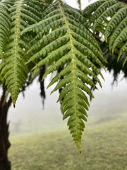 Cyathea weatherbyana