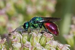 Chrysis ignita