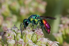 Chrysis ignita