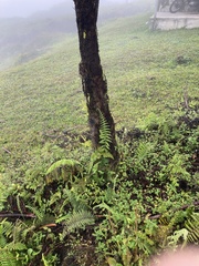 Cyathea weatherbyana