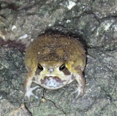 Breviceps passmorei
