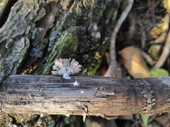 Schizophyllum