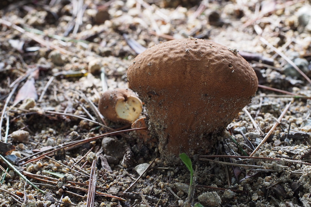 Calvatia craniiformis · September 2015 · photo: © harumkoh (iNaturalist, cc-by)