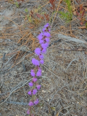 Liatris pilosa