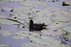 Gallinula chloropus meridionalis