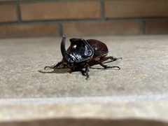 Oryctes nasicornis grypus