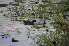 Gallinula chloropus meridionalis