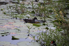 Gallinula chloropus meridionalis